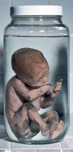 foetus-medium2.jpg